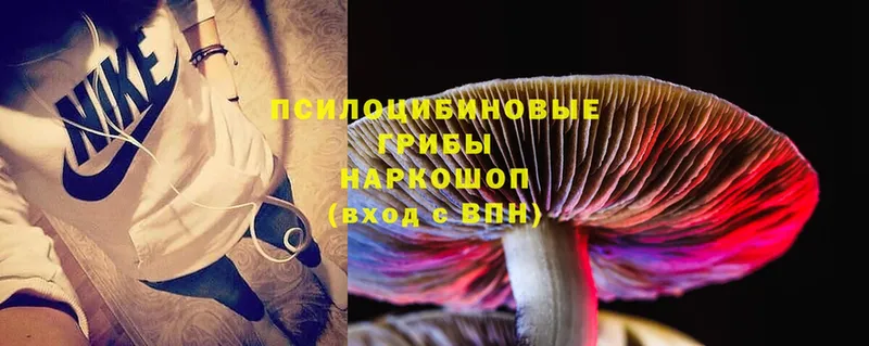 где купить наркоту  Правдинск  Псилоцибиновые грибы MAGIC MUSHROOMS 